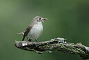 BUITEN BEELD Foto: 437221