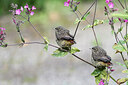 BUITEN BEELD Foto: 437223