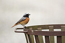 BUITEN BEELD Foto: 437229