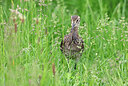 BUITEN BEELD Foto: 437235