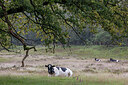 BUITEN BEELD Foto: 437268