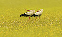 BUITEN BEELD Foto: 437274
