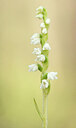 BUITEN BEELD Foto: 437277