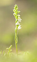 BUITEN BEELD Foto: 437280