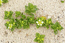 BUITEN BEELD Foto: 437282