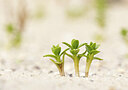 BUITEN BEELD Foto: 437283