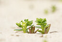 BUITEN BEELD Foto: 437284