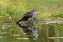 BUITEN BEELD Foto: 437286