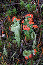 BUITEN BEELD Foto: 437294