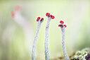 BUITEN BEELD Foto: 437296