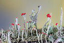 BUITEN BEELD Foto: 437298