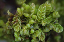BUITEN BEELD Foto: 437300