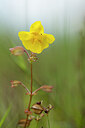 BUITEN BEELD Foto: 437333
