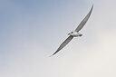 BUITEN BEELD Foto: 437342
