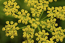 BUITEN BEELD Foto: 437378