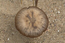 BUITEN BEELD Foto: 437380