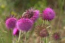 BUITEN BEELD Foto: 437381