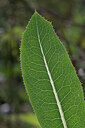 BUITEN BEELD Foto: 437393