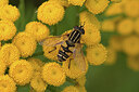 BUITEN BEELD Foto: 437398