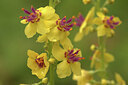 BUITEN BEELD Foto: 437415