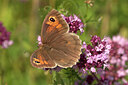 BUITEN BEELD Foto: 437420