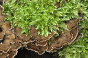 BUITEN BEELD Foto: 437425