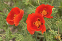 BUITEN BEELD Foto: 437434
