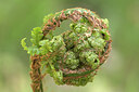 BUITEN BEELD Foto: 437437