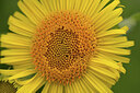 BUITEN BEELD Foto: 437481