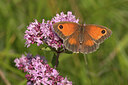 BUITEN BEELD Foto: 437484