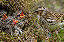 BUITEN BEELD Foto: 437502