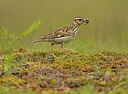 BUITEN BEELD Foto: 437504