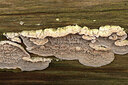BUITEN BEELD Foto: 437531