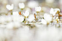 BUITEN BEELD Foto: 437536