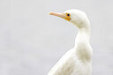 BUITEN BEELD Foto: 437538