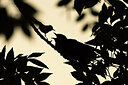 BUITEN BEELD Foto: 437544