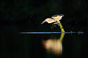 BUITEN BEELD Foto: 437547