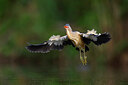 BUITEN BEELD Foto: 437558