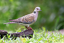 BUITEN BEELD Foto: 437561