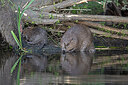BUITEN BEELD Foto: 437568