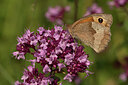 BUITEN BEELD Foto: 437575