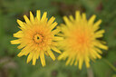 BUITEN BEELD Foto: 437579