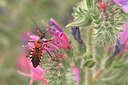 BUITEN BEELD Foto: 437588