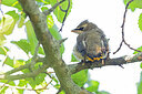 BUITEN BEELD Foto: 437598