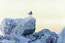BUITEN BEELD Foto: 437616