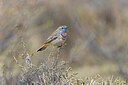 BUITEN BEELD Foto: 437617