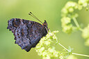 BUITEN BEELD Foto: 437624