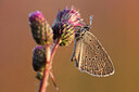 BUITEN BEELD Foto: 437625