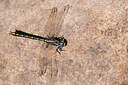 BUITEN BEELD Foto: 437633