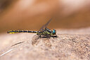 BUITEN BEELD Foto: 437634